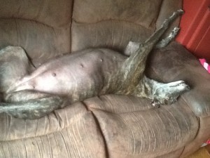 Greyhound tæven Daves Lil Gun få dage før fødsel af hendes første kuld hvalpe